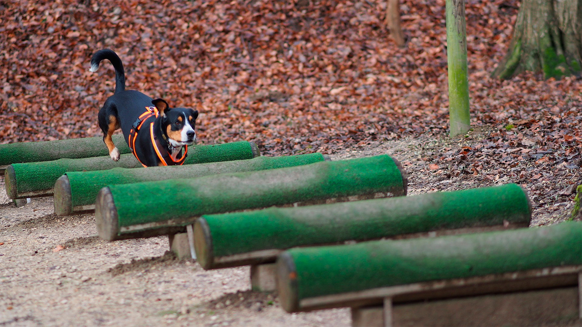 Who let the dogs out? Allschwiler Weiher Schützenhaus